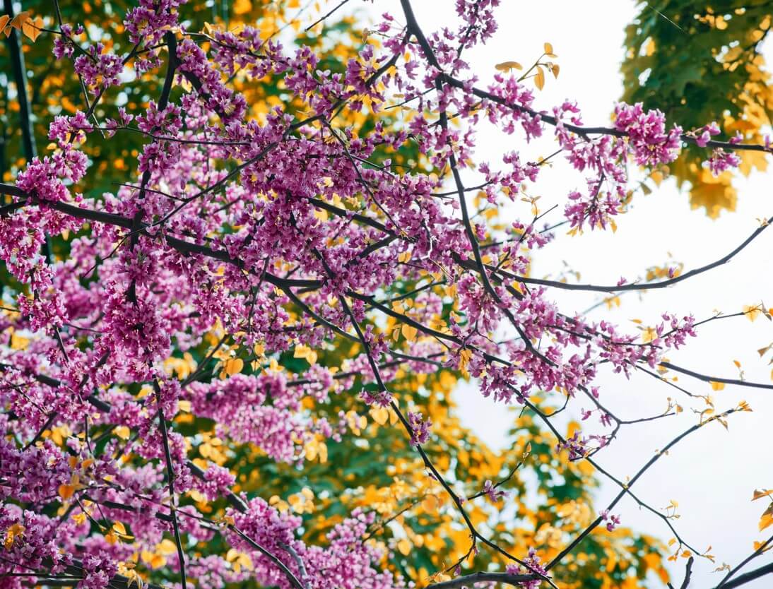 bright-fuschia-spring-blossoms